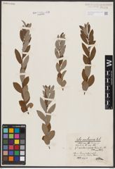 Salix aurita L. x Salix repens L.
